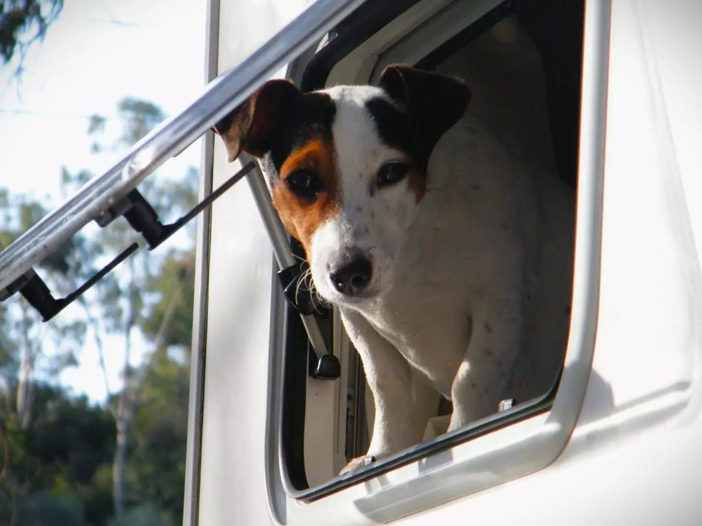 cane bianco e marrone si sporge dalla finestra di un camper